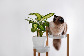 Poster - Cute Balinese cat on plant stand near white wall at home. Fluffy pet