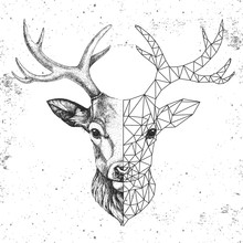 Hipster Animal Realistic And Polygonal Deer Face. Triangle Animal
