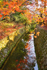 Wall Mural - Philosopher's Path in autumn at Kyoto