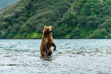 Ruling the landscape, brown bears of Kamchatka (Ursus arctos beringianus)