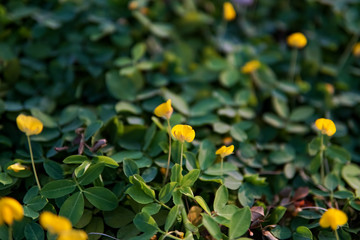 little yellow flowers with green leaves in the afternoon