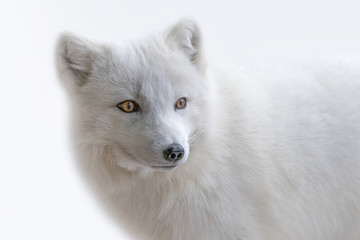 Wall Mural - White Arctic Fox three quarters portrait