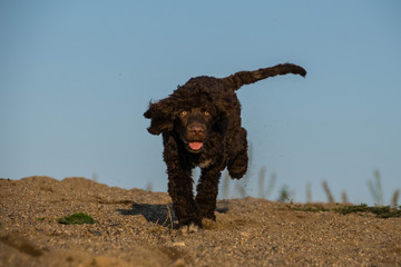 funny puppy of Purtugal water dog is going in sand. He is so cute  and beutiful in the sand.