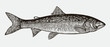 Lake trout salvelinus namaycush, after engraving from 19th century