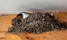 Birds And Animals In The Wild. Swallow Protects Chicks From Predators.