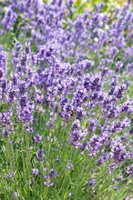 Lavandula Angustifolia Hidcote Blue Violet Lavender Flowers Vertcial