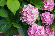 Hydrangea Macrophylla Or Bigleaf Hydrangea Shrub With Pink Flowers