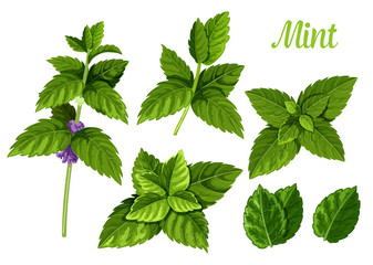 mint leaves or peppermint leaf, green spearmint