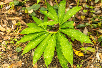 Wall Mural - close up leaf in Niijima island Japan