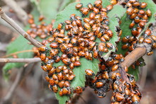 Lady Bugs Wintering State Park In California