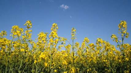 Sticker - Colorful field of blooming rapes