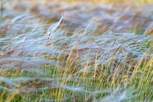 Silver Feather Grass Swaying In Wind In Steppe