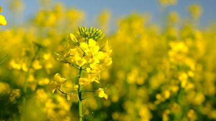 Canvas Print - Colorful field of blooming rapes