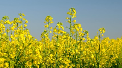 Sticker - Colorful field of blooming rapes