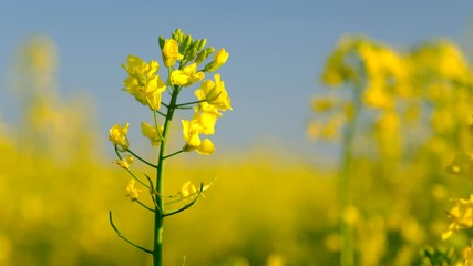 Poster - Colorful field of blooming rapes