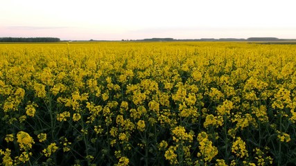 Sticker - Colorful field of blooming rapes