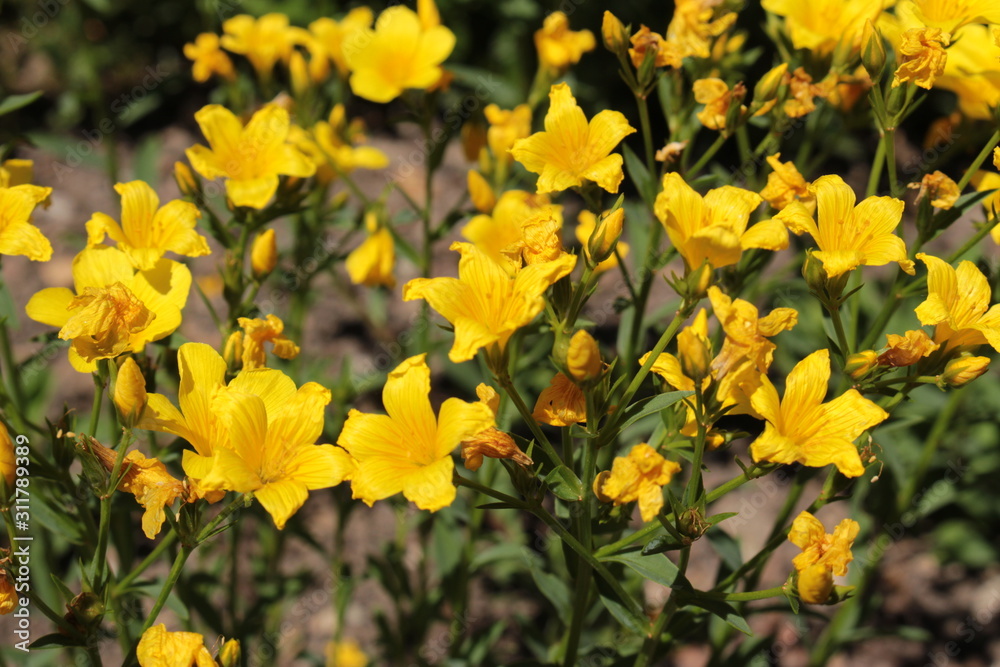 "Golden Flax" flower (or Yellow Flax, Gelber Lein, Crimean Flax, Gold of Pleasure) in St. Gallen, Switzerland. Latin name is Linum Flavum (Syn Xantholinum Flavum), native to central-southern Europe.