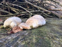 Mushroom - Root White Sponge Grows On Stump In Beech Forest