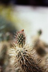 close up of ladybug on cactus