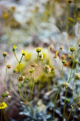 yellow flowers in spring