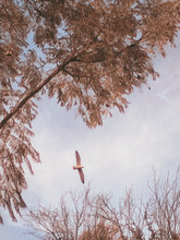 Stork In Tree