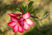 Beautiful Pink Desert Rose Or Impala Lily Blooming In Dry Season Sunlight. Also Called Pink Bignonia,Adenium Obesum.