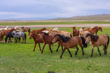 Fototapeta Konie - mongolie les animaux de la steppe