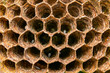 © Pedro Turrini Neto - Beehive or wasp's nest. Detail of a wasp nest with larvae inside.