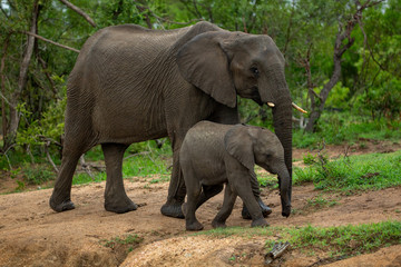 Wall Mural - A herd of elephants with young calves coming down to drink water at a local watering hole. 