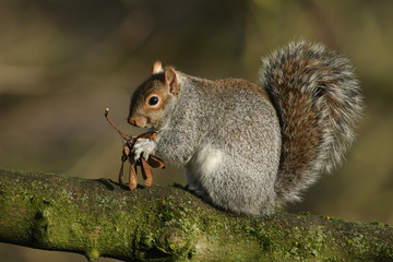 Wall Mural - A cute Grey Squirrel, Scirius carolinensis, sitting in a Sycamore tree, eating its seeds in winter.