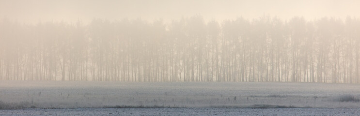 Naklejka na meble Trees in the snow and fog at dawn