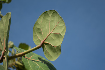 green leaf on blue sky