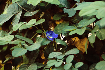 This wonderful twining plant generously bears quite large flowers about 2 inches across which are a beautiful shade of vivid cobalt blue with a white throat.