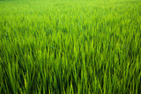 Fototapeta  - Paddy rice field