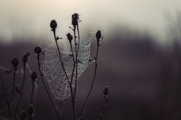 Wall Mural - Spider web covered by morning dew close up.