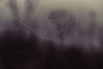 spider web covered by morning dew close up.