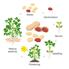 Peanut growth stages vector illustration in flat design. Planting process of groundnut plant. Peanut life cycle from seed to flowering and fruit-bearing plant isolated on white background.