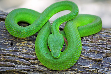 green viper snake, venomous and poisonous snake, trimeresurus albolabris