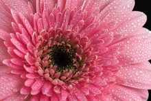 Close Up Of Pink Gerber Flower With Rain Drops