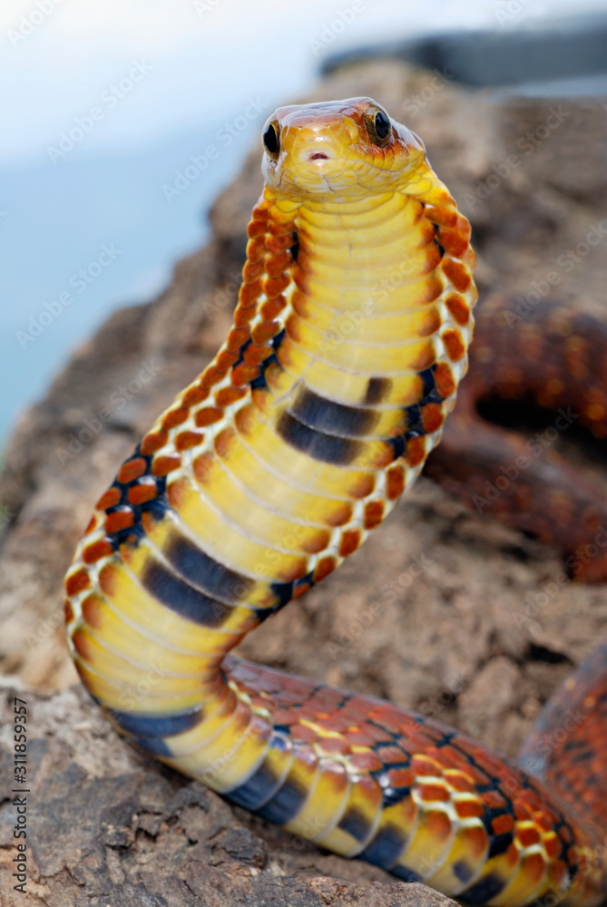 False cobra snake mimicking cobra hood defense