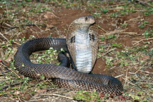 Indian Or Spectacled Cobra (Naja Naja) Naja Is A Genus Of Venomous Elapid Snakes.  Pune, Maharashtra, India