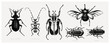 Vector collection of high detailed insects sketches. Hand drawn beetles illustrations in vintage style. Entomological drawings set. Beetles outlines