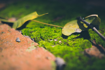 Wall Mural - Beautiful green moss in the sunlight.Vintage Tone.