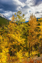 Wall Mural -  Orange, yellow and red leaves