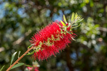 A Red Bottlebrush Flower With A Green Background