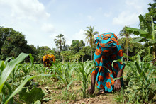 Two African Women In Traditional Dresses Cleaning Up An Extremely Weedy Maize Field
