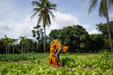 two women farmers working in a salad plantation in a west african rural community