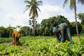 Wall Mural - Beautifully Dresses African Housewife harvesting Lettuce Salad From The Village Garden