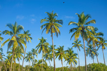 Landscape Tropics Asia Palm Trees Against The Background Of The Blue Sky