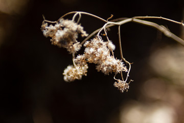 Wall Mural - Dried winter flowers with a dark background